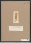 Navicula trilineata Grove et Sturt. (de-Toni-Nr.: Genus 1, Species 191) Zeichnungen Sammlung Grunow Nr. 487 (NHMW-BOT-W0366828)